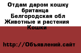 Отдам даром кошку, британца.  - Белгородская обл. Животные и растения » Кошки   